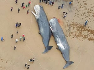 İngiltere'de dev balinalar karaya vurdu