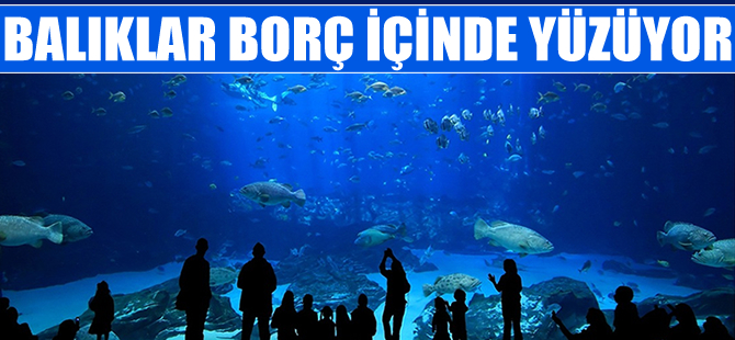 İstanbul Akvaryum Kompleksi Sayıştay raporlarında ‘kaçak’ gözüküyor