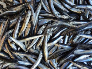 Tezgahlar hamsiyle doldu taştı