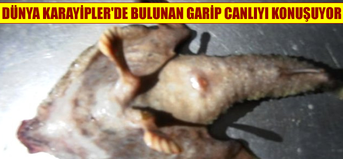 Dünya Karayipler'de bulunan canlıyı konuşuyor