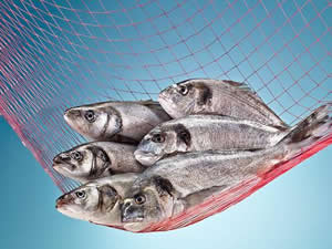 Su ürünlerinde 700 milyon dolarlık ihracat