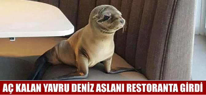 Aç kalan yavru denizaslanı girdiği restoranda uyuyakaldı