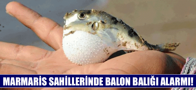 Marmaris sahillerinde 'Balon Balığı' alarmı!