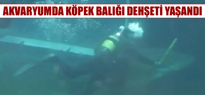 Akvaryumda köpek balığı dehşeti!