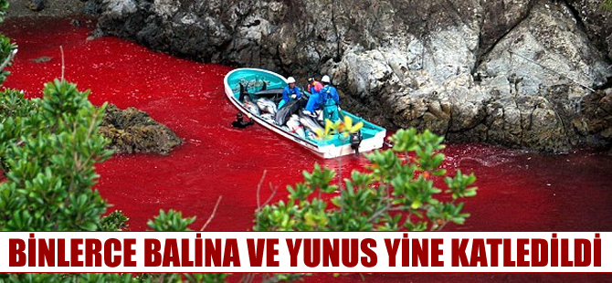 Binlerce balina ve yunus balıkçılar tarafından vahşice öldürüldü