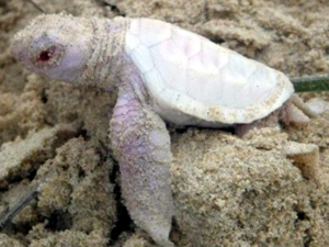 Avustralya sahilinde bir albino deniz kaplumbağası bulundu