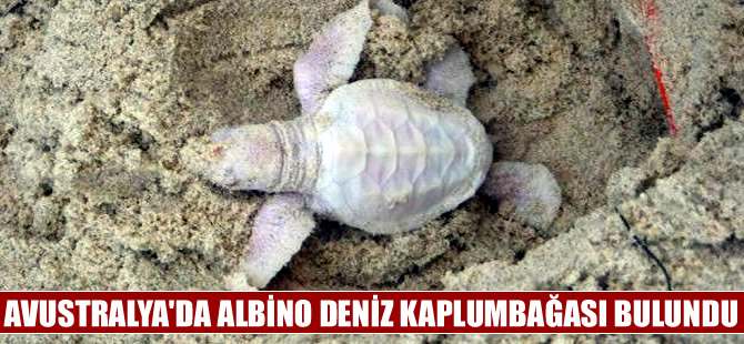Avustralya sahilinde bir albino deniz kaplumbağası bulundu