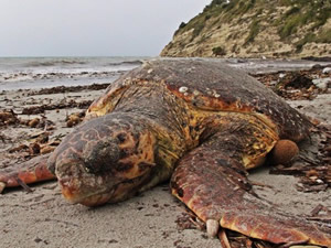 Kuşadası'nda caretta caretta ölüsü sahile vurdu