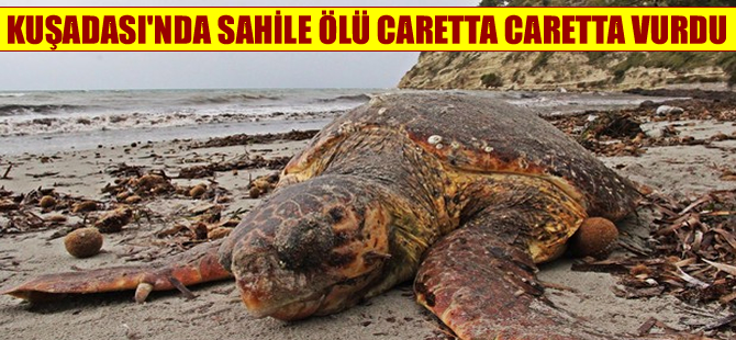 Kuşadası'nda caretta caretta ölüsü sahile vurdu