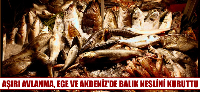 Yunanistan’da ve Akdeniz'de avlanılan balıklar artık daha az ve daha küçük