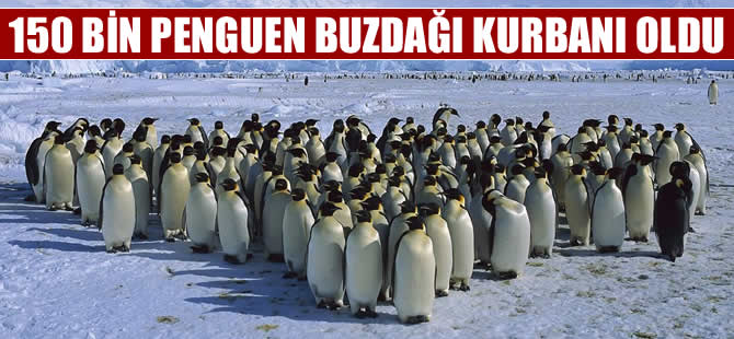 150 bin penguen buzdağı kurbanı oldu