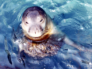 Mersin'de Akdeniz fokları fotokapanlarla izlenecek