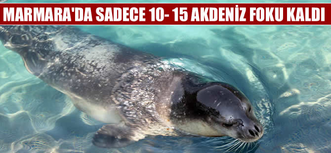 Marmara Denizi'nde 10-15 Akdeniz Foku kaldı