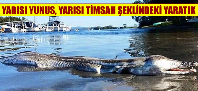 Avustralya'da yarısı yunus balığı yarısı timsah şeklindeki yaratık