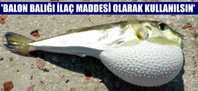 Balon balığı ekonomik değere dönüştürülebilir