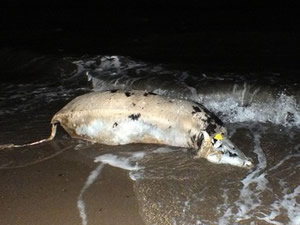 Marmaris'te sahile bu kez angus leşi vurdu!