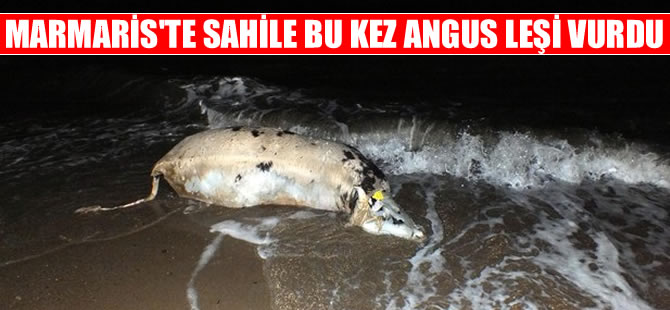 Marmaris'te sahile bu kez angus leşi vurdu!