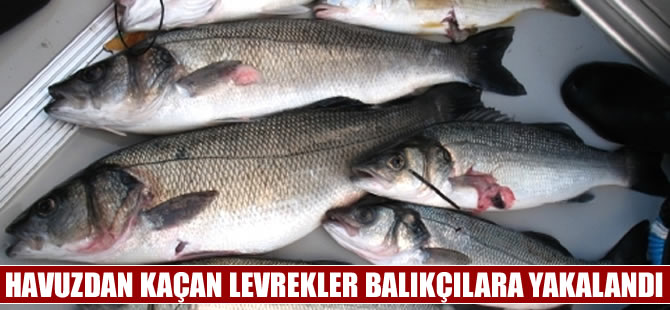 Havuzdan kaçan levrekler balıkçıların ağlarına takıldı