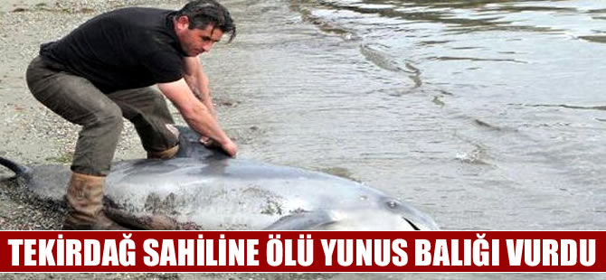 Tekirdağ'da 2.5 metre uzunluğundaki yunus ölüsü kıyıya vurdu