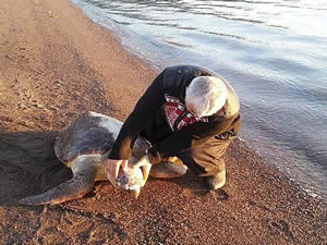 Deniz kaplumbağaları büyük tehdit altında