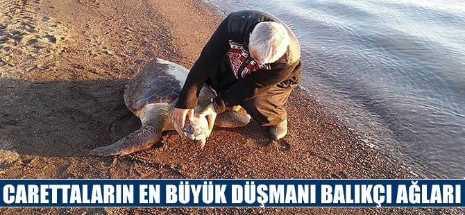 Caretta carettaların en büyük düşmanı balık ağları
