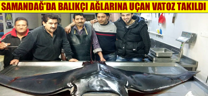 Samandağ'da balıkçı ağına 300 kiloluk ’Uçan vatoz’ takıldı