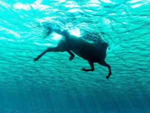 Sahibini sırtından atan at denizde 11 km yüzdü