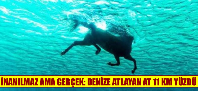 Sahibini sırtından atan at denizde 11 km yüzdü