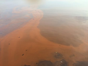 Tekirdağ'da deniz girilemeyecek kadar kirlendi