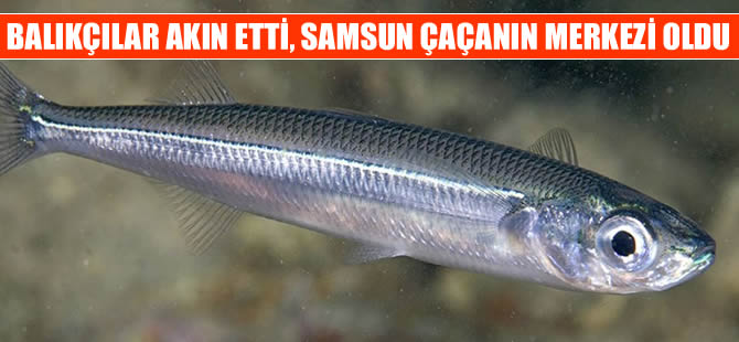 Balıkçılar çaça için Samsun'a akın etti