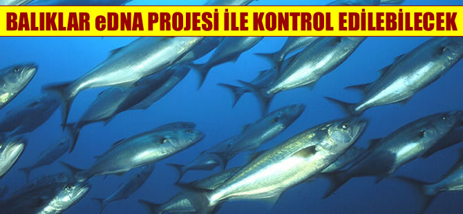 Balıklar e-DNA projesi ile kontrol edilebilecek