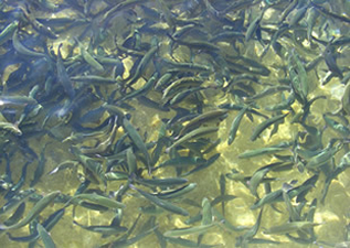 Balıklar e-DNA projesi ile kontrol edilebilecek