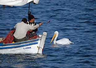 İzmir'e temizlik göstergesi 'deniz atı' geldi