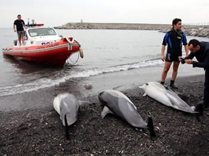 Zonguldak Kozlu sahilinde, üç yunus intihar etti