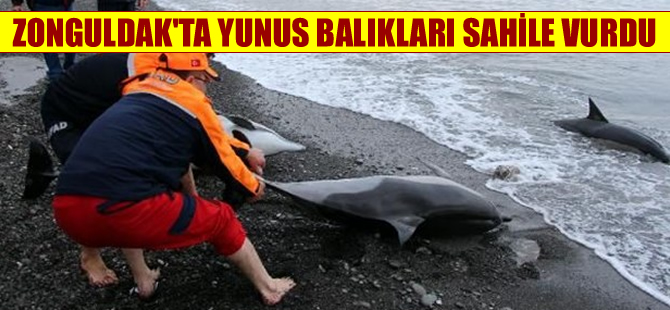 Zonguldak Kozlu sahilinde, üç yunus intihar etti