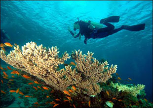 Çöl içinde bir vaha, Sharm El Sheikh