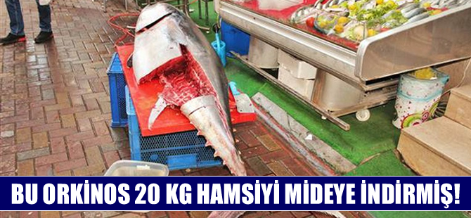 Marmaris'te yakalanan orkinosun midesinden 20 kilo hamsi çıktı