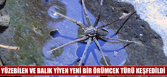 Yüzebilen ve balık yiyebilen yeni örümcek türü keşfedildi