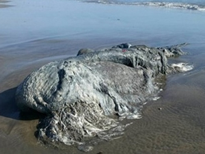 Meksika'da 4 metrelik yeni bir canlı türü bulundu