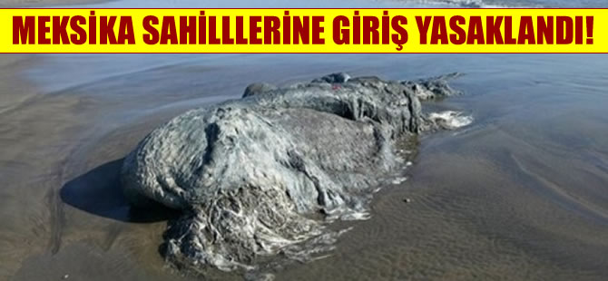 Meksika'da 4 metrelik yeni bir canlı türü bulundu