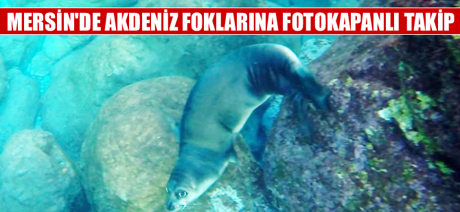 Mersin'de Akdeniz fokları fotokapanlarla izlenecek