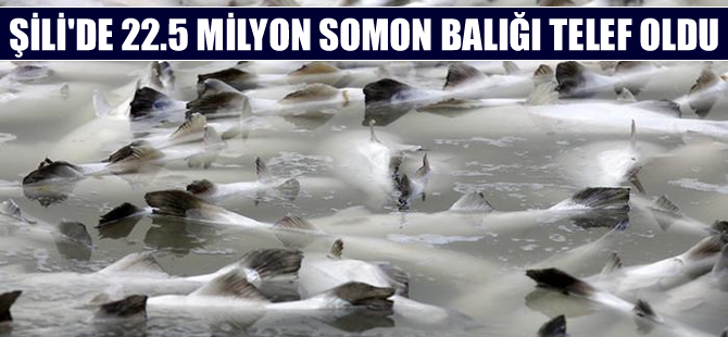 Şili'de somon balığı çiftliklerinde 22,5 milyon balık telef oldu
