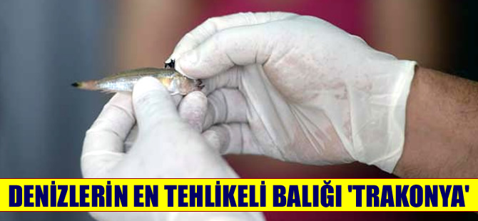 Denizlerin engerek yılanı Trakonya bir kadını hastanelik etti