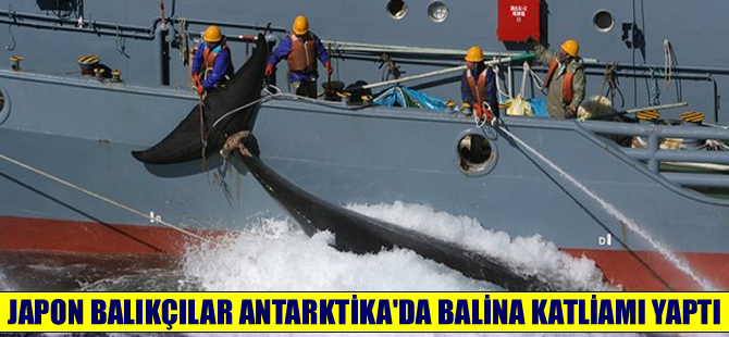 Japon balina avcıları Antarktika’da balina katliamı yaptı