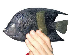 Kızıldeniz kökenli balık türleri sularımızı istila ediyor