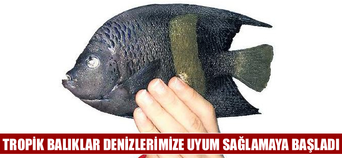 Kızıldeniz kökenli balık türleri sularımızı istila ediyor