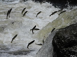 Van Gölü'nde İnci Kefali'nin görsel şöleni başladı