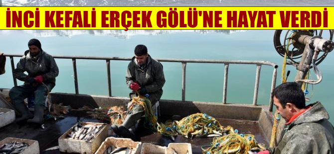 Erçek Gölü İnci Kefali'nin ikinci yaşam alanı oldu