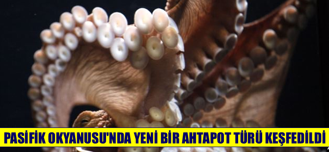 Pasifik Okyanusu’nda yeni bir ahtapot türü keşfedildi