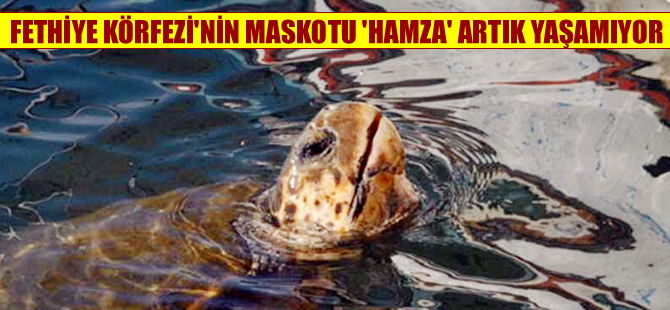 Balıkçı teknesi ipine dolanan  "Caretta Hamza" artık yaşamıyor